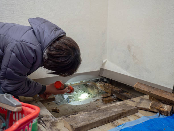 Environmental Consulting for Mold Prevention in Meridian Village, CO