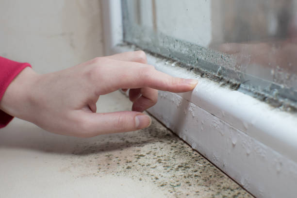 Reliable Meridian Village, CO Mold Removal Solutions