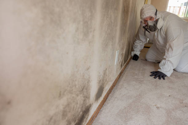 Best Biohazard Mold Removal  in Meridian Village, CO